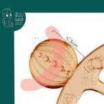 دندانگیر مچی برند هی اور شی He Or She